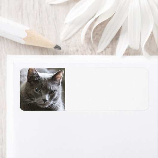 Étiquette Chat gris (En situation)