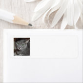 Étiquette Chat gris (En situation)