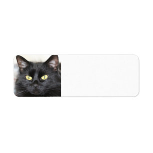 Étiquette Chat noir