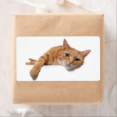 Étiquette Chat Orange Posé En Bas (En situation)