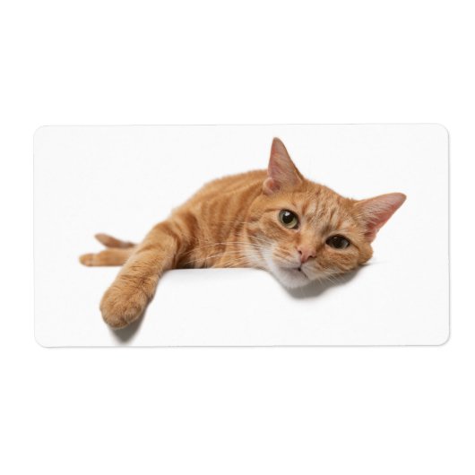 Étiquette Chat Orange Posé En Bas (Devant)