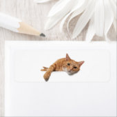 Étiquette Chat Orange Posé En Bas (En situation)