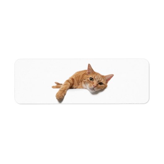 Étiquette Chat Orange Posé En Bas (Devant)