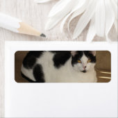 Étiquette Chat Sur Un Canapé (En situation)