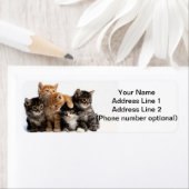 Étiquette chatons (En situation)