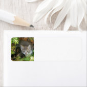 Étiquette Chatons (En situation)