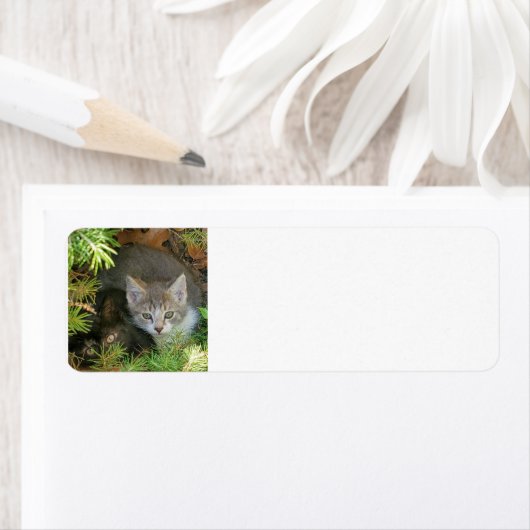 Étiquette Chatons (En situation)