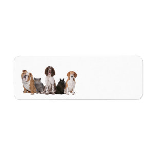 Étiquette Chats et chiens mignons