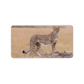 Étiquette Cheetah (Devant)