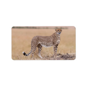 Étiquette Cheetah