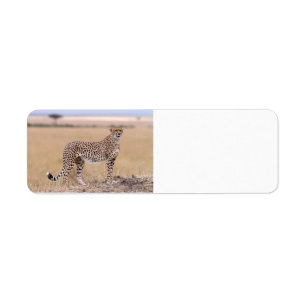 Étiquette Cheetah