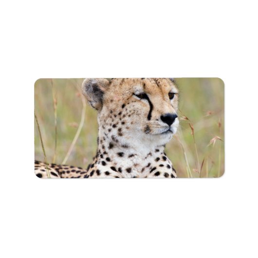 Étiquette Cheetah (Devant)