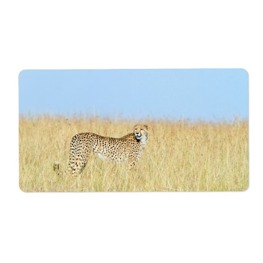 Étiquette Cheetah (Devant)