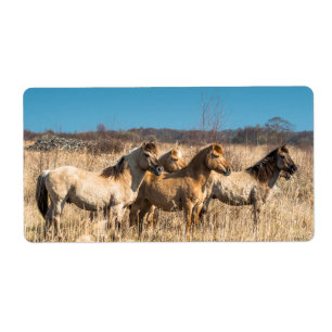 Étiquette Chevaux sauvages à Wicken Fen, Angleterre, Royaume