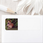 Étiquette chien australien ponte rouge (En situation)