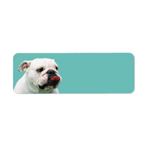 Étiquette Chien blanc mignon Bulldog