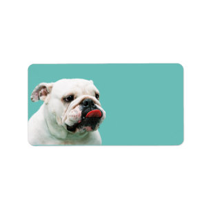 Étiquette Chien blanc mignon Bulldog