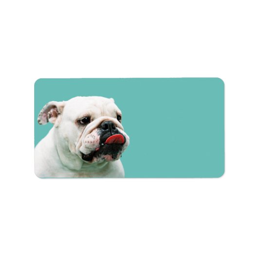 Étiquette Chien blanc mignon Bulldog (Devant)