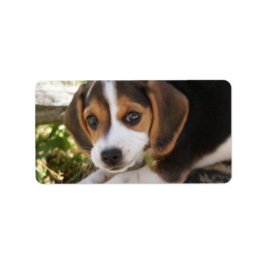 Étiquette Chien de bébé beagle (Devant)