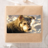 Étiquette Chien de plage thaïlandais (En situation)