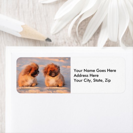 Étiquette Chiens Pekingese mignons (En situation)