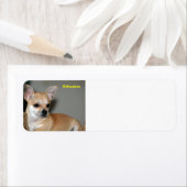 Étiquette Chihuahua (En situation)