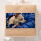 Étiquette Chihuahua hurle (En situation)