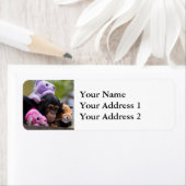 Étiquette Chimp et amis animaux (En situation)