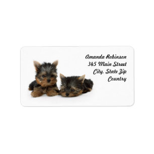 Étiquette Chiots du Yorkshire Terrier