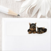 Étiquette Chiots du Yorkshire Terrier (En situation)