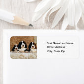 Étiquette Chiots espagnols Springer anglais (En situation)