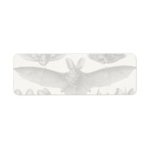 Étiquette Chiroptera de Haeckel
