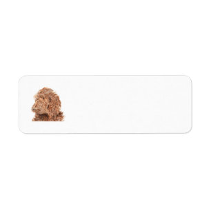 Étiquette Chocolat Labradoodle