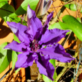ÉTIQUETTE CLEMATIS