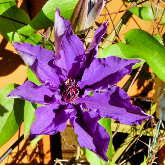 ÉTIQUETTE CLEMATIS