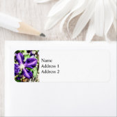 Étiquette Clematis sur un mur de pierre (En situation)