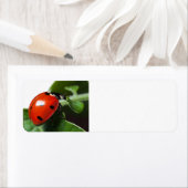 Étiquette Coccinelle (En situation)