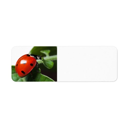 Étiquette Coccinelle (Devant)