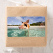 Étiquette Cochon de natation d'Exuma (En situation)