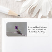 Étiquette Colibri de Costa (En situation)