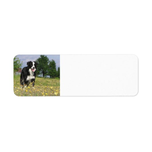 Étiquette colle frontière pleine 3.png (Devant)