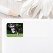 Étiquette collie de bordure courant avec jouet (En situation)