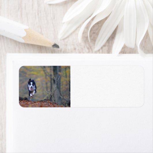 Étiquette collie frontière courant dans les bois (En situation)