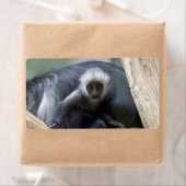 Étiquette Colobus polykomos (En situation)