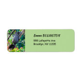 Étiquette Costa Rica, Muelle - Lazy Iguana reposant dans un (Devant)