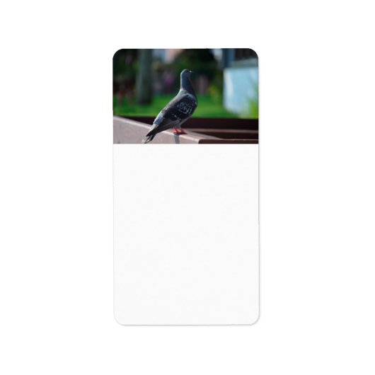 Étiquette créature animale en plume d'oiseau pigeon (Devant)