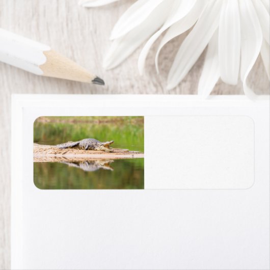 Étiquette Crocodile (En situation)