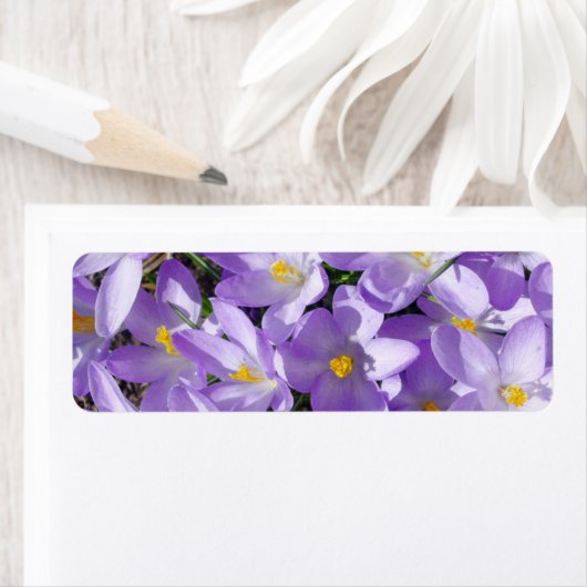 Étiquette crocus-1047 FLUX DE CROCUS BLANC À POUCE CLAIR JAU (En situation)