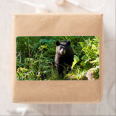 Étiquette Curieux ours noir (En situation)