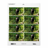 Étiquette Curieux ours noir (Feuille entière)